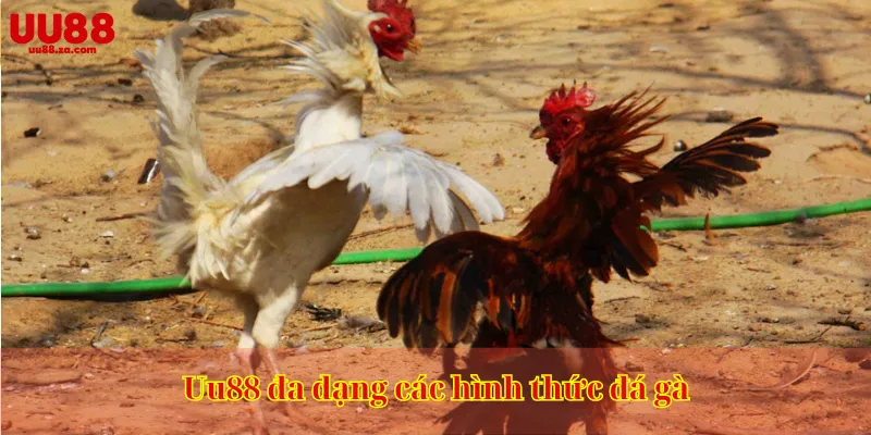 Uu88 đa dạng các hình thức đá gà